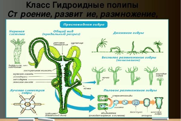 Kraken даркнет переходник